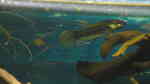 Betta unimaculata im Aquarium halten (Einrichtungsbeispiele für Schlanker Riesenkampffisch)