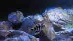 Placidochromis milomo im Aquarium (Einrichtungsbeispiele für Milomo-Buntbarsch)