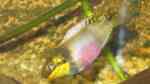 Pelvicachromis humilis im Aquarium halten (Einrichtungsbeispiele für Pelvicachromis humilis)