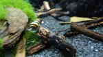 Einrichtungsbeispiele für die Haltung Raubturmdeckelschnecken (Anentome helena) im Aquarium