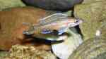 Aquarien mit Paracyprichromis nigripinnis (Neon-Kärpflingscichlide)