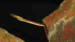 Aethiomastacembelus rosette im Aquarium (Einrichtungsbeispiele für Malawisee-Aale)