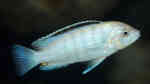 Labidochromis nkali im Aquarium halten (Einrichtungsbeispiele für Labidochromis nkali)
