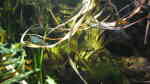 Devario aequipinnatus im Aquarium halten (Einrichtungsbeispiele für Malabarbärblinge)