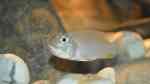 Ctenochromis polli im Aquarium halten (Einrichtungsbeispiele für Haplochromis polli)