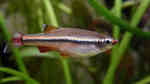 Aquarien mit Tanichthys micagemmae (Vietnamesischer Kardinalfisch)