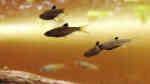 Brevibora dorsiocellata im Aquarium halten (Einrichtungsbeispiele für Augenfleckbärblinge)