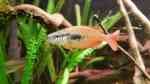 Aquarien mit Melanotaenia parva (Kurumoi-Regenbogenfisch)