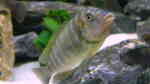Petrochromis famula im Aquarium (Einrichtungsbeispiele für Petrochromis famula)