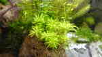 Aquarien mit Tonina fluviatilis (Sternkraut)