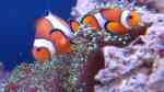 Clownfische im Aquarium halten (Einrichtungsbeispiele für Anemonenfische)