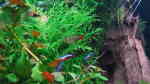 Hyphessobrycon roseus im Aquarium halten (Einrichtungsbeispiele für Gelber Phantomsalmler)