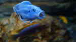 Aquarien mit Melanochromis kaskazini (Northern blue)