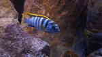 Einrichtungsbeispiele für Labidochromis sp. "mbamba"