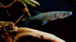 Hepsetus odoe im Aquarium halten (Einrichtungsbeispiele für Afrikanische Hechtsalmler)