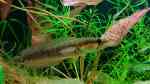 Aquarium mit Parachanna africana (Afrikanischer Schlangenkopffisch)