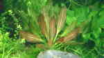 Aquarien mit Echinodorus Rubin (Rubinrote Schwertpflanze)