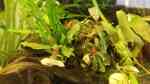 Bucephalandra sp. Green Velvet im Aquarium pflegen (Einrichtungsbeispiele für Bucephalandra sp. Green Velvet)