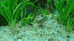 Aquarien für Corydoras julii (Julii-Panzerwels)