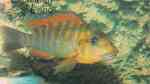 Petrochromis sp. red rainbow im Aquarium (Einrichtungsbeispiele für Petrochromis sp. red rainbow)