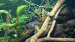 Trichopsis-Arten im Aquarium halten (Einrichtungsbeispiele für Knurrende Guramis)