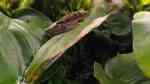 Afrixalus dorsalis im Terrarium halten (Einrichtungsbeispiele für Brauner Bananenfrosch)