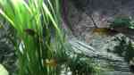 Aquarien mit Boeseman´s Regenbogenfisch (Melanotaenia boesemani)