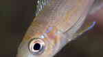 Paracyprichromis brieni im Aquarium halten (Einrichtungsbeispiele für Paracyprichromis brieni)