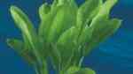 Aquarien mit Echinodorus parviflorus (Schwarze Amazonas-Schwertpflanze)