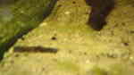 Einrichtungsbeispiele mit Bratpfannenwelsen (Bunocephalus coracoideus)