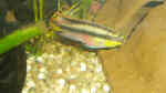 Einrichtungsbeispiele mit Pelvicachromis pulcher (Purpurprachtbuntbarsch)