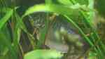 Aquarien mit Echinodorus Tricolor (Dreifarbige Schwertpflanze)