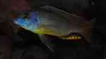 Einrichtungsbeispiele für Naevochromis chrysogaster