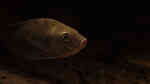 Sarotherodon galilaeus im Aquarium halten (Einrichtungsbeispiele für Prachtmaulbrüter)