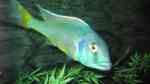 Einrichtungsbeispiele für Buccochromis lepturus