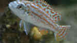 Labidochromis joanjohnsonae im Aquarium halten (Einrichtungsbeispiele für "Perle von Likoma")
