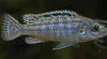 Labidochromis joanjohnsonae im Aquarium halten (Einrichtungsbeispiele für "Perle von Likoma")