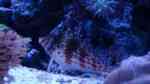 Aquarien mit Cirrhitichthys falco (Falks Korallenwächter)