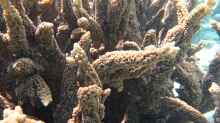 Acropora hemprichii