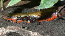 Lepidothyris fernandi