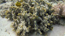 Montipora hispida