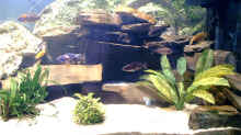 Besatz im Aquarium Becken 109
