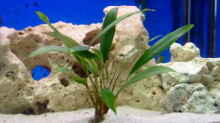 Pflanzen im Aquarium Becken 113