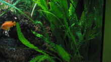 Pflanzen im Aquarium Becken 254