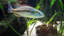 Dimidiochromis compressiceps Mann (Noch nicht ausgefärbt / ausgewachsen)