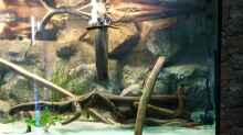 Dekoration im Aquarium Becken 31764