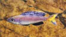 Cyprichromis-Arten