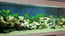 Aquarium Becken 33499
