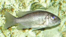 Scienochromis Fryeri W
