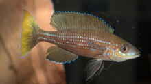 Paracyprichromis brieni ´Izinga´ WF